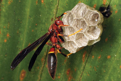 science-wasps