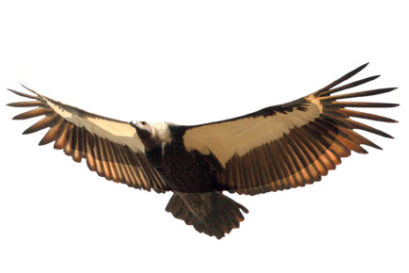 vulture1