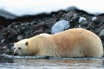 Climate change is forcing polar bears out of their traditional habitat