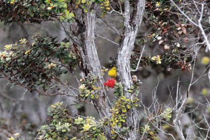 The Amakihi feeds on the scarlet blooms of the Ohea with a bill suited to drink nectar