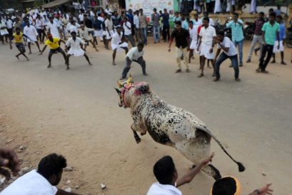 Oh, Jallikattu!