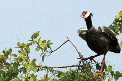 The northern screamer, a Latin American goose, at Barbacoas Lake in Colombia