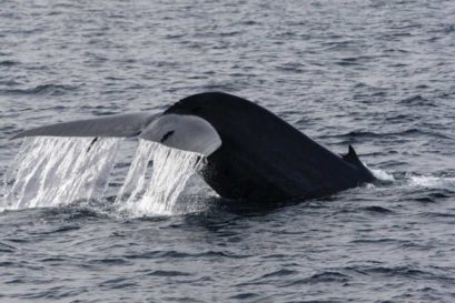 The Pygmy Blue Whale found in the Indian Ocean is about 50 feet long and weighs 50 tonnes