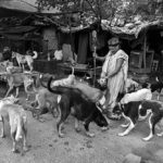 There are 30 million street dogs in India at present, one for every 40 Indians