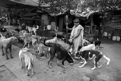 There are 30 million street dogs in India at present, one for every 40 Indians