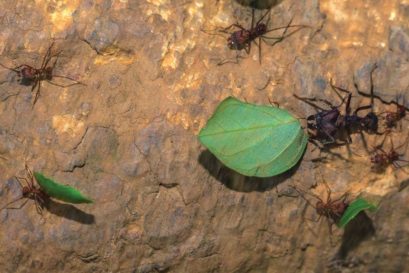 Leafcutter Ants at work at the Cocobolo Nature Reserve, Panama