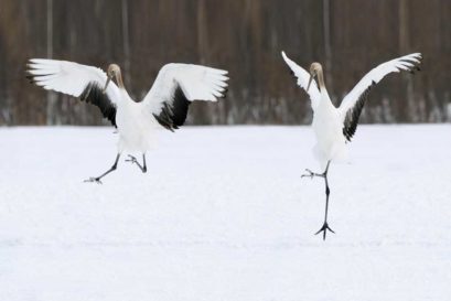 Red-crowned cranes dance in a snowy field in Kushiro, Hokkaido