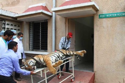 In Defence of Killing a Tigress