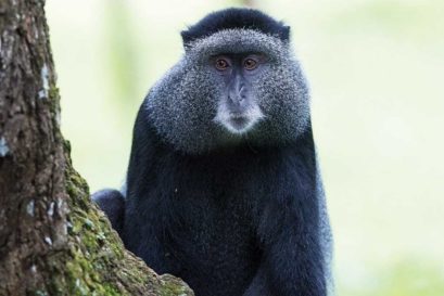 The blue monkey of Kakamega