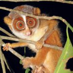 A slender loris