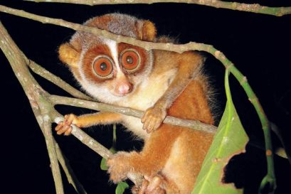 A slender loris