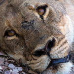 A lioness at Hwange National Park, Zimbabwe