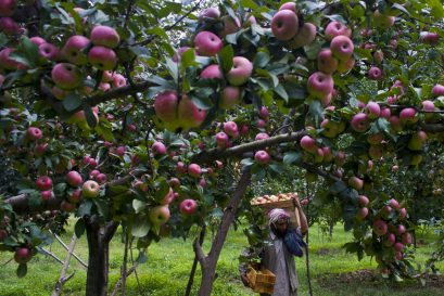 ‘Govt to Purchase $800 Million Worth of Kashmiri Apples’