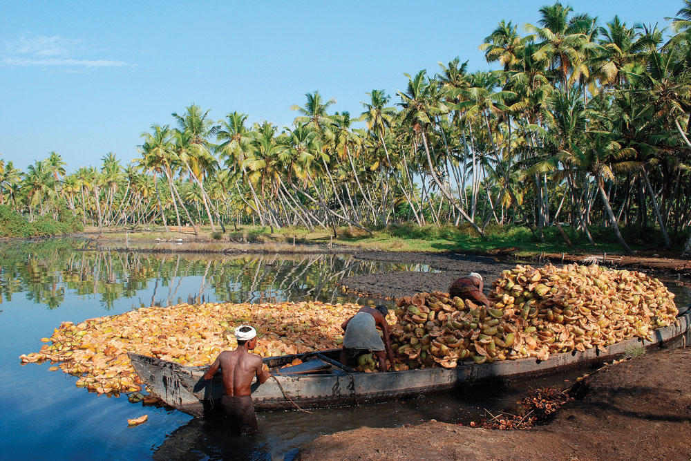 Going Coconuts