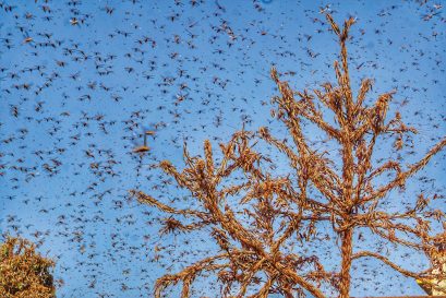 The Year of the Locust