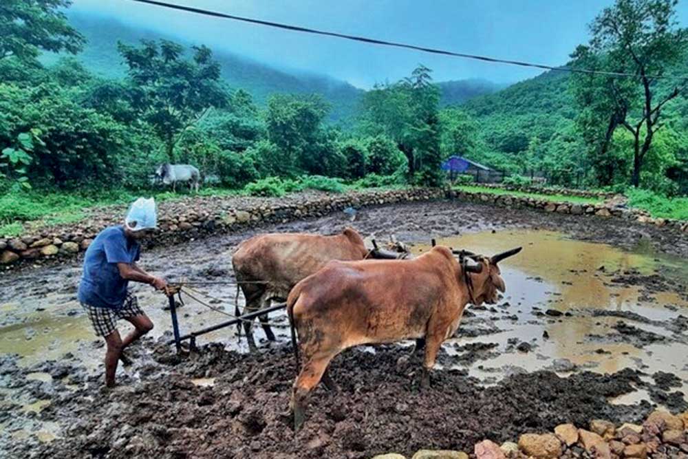 A farmer in Thane tilling his paddy field 