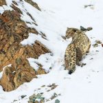 A Himlayan snow leopard at the Hemis National Park in Ladakh