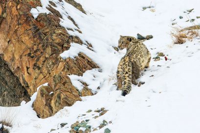 A Himlayan snow leopard at the Hemis National Park in Ladakh