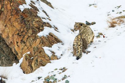 A Himlayan snow leopard at the Hemis National Park in Ladakh