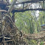 Umkar is one of the more accessible root bridges in Meghalaya