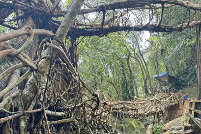 Umkar is one of the more accessible root bridges in Meghalaya