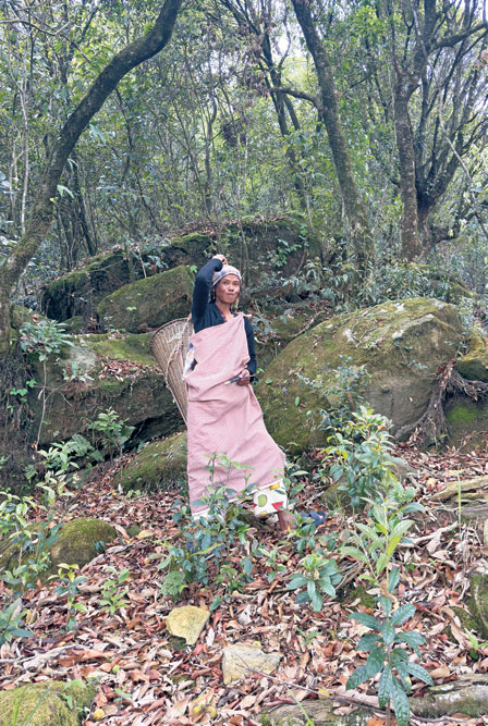 Ri Balian picking sohphie fruits near Wahmawpat