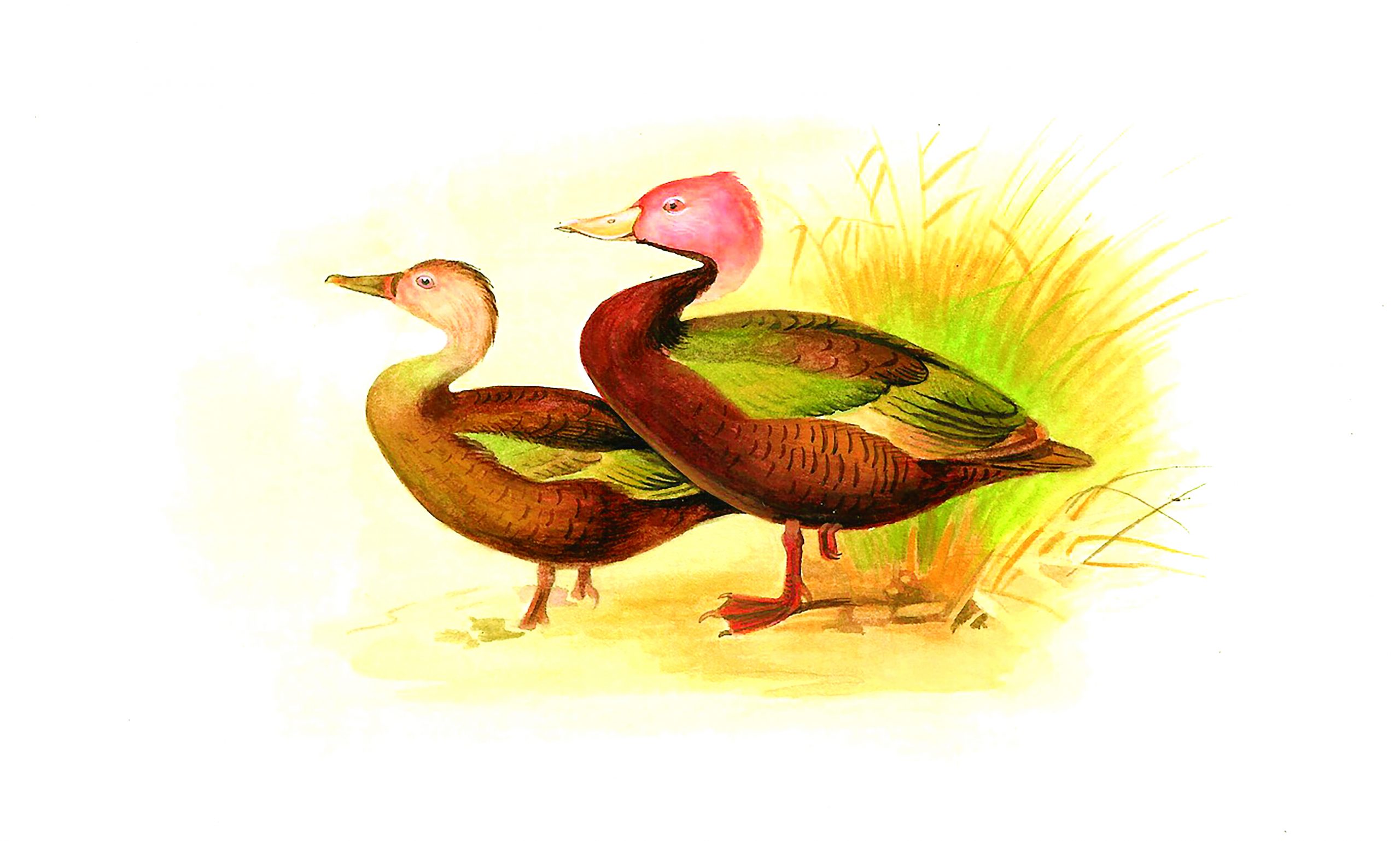 After an illustration by J Green, Sahil Naik